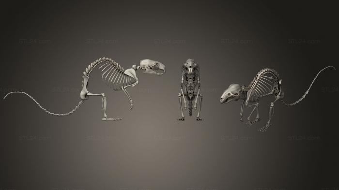 Anatomy of skeletons and skulls (Rat Skeleton, ANTM_0952) 3D models for cnc